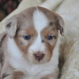 Miniature Australian Shepherd puppies from Locust Grove Mini Aussies and American shepherds