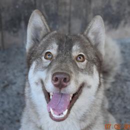 Lil Red - Siberian Husky