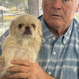 Dory - Pekingese