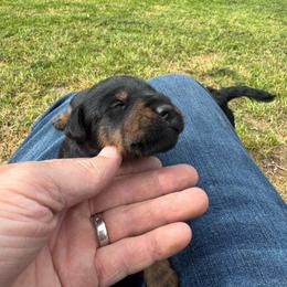Boy 2 - Black male Jagdterrier puppy in Monroe, Oregon from Oregon Jagdterrier