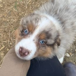 RMM1 - Red merle male Australian Shepherd puppy in Washington, Indiana from Bombshell Australian Shepherds