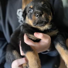 Rottweiler Puppies from Vom Arnold-Hause Rottweilers