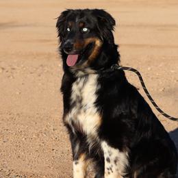 Australian Cattle Dogs, Australian Shepherds, Miniature Australian Shepherds, and Pembroke Welsh Corgis from Soqui Ortiz Cattle Ranch