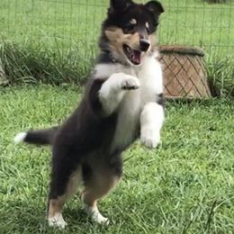 Collie Puppies from Sheranda Collies
