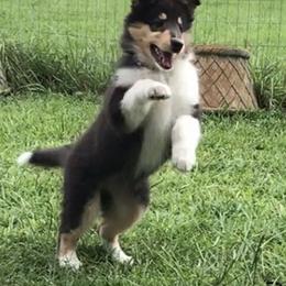 Collie Puppies from Sheranda Collies