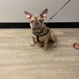 French Bulldog Puppies from Sophie Marie's Frenchies