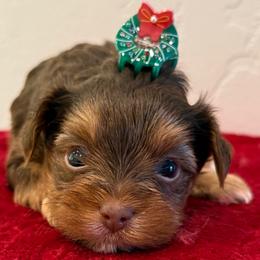 Chewbacca aka Chewy - Chocolate, tan and white male Yorkshire Terrier puppy in Los Angeles, California from 818 Yorkies
