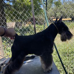 Shadow - Miniature Schnauzer