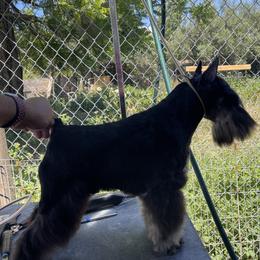 Shadow - Miniature Schnauzer