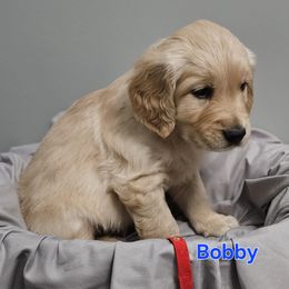 Bobby - Light golden male Golden Retriever puppy in Post Falls, Idaho from Majestic Golden Retrievers