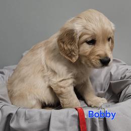 Bobby - Light golden male Golden Retriever puppy in Post Falls, Idaho from Majestic Golden Retrievers