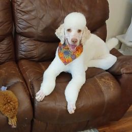 Poodles from Wild Heart Poodles