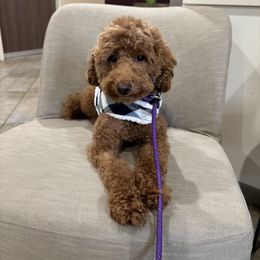 Princess - Poodle