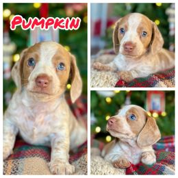 Pumpkin - Piebald male Dachshund puppy in Florida from Niki Humphries' Dachshunds