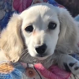 Dachshund Puppies from Davinner's Doxies