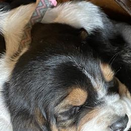 Basset Hounds from Diane Guyton