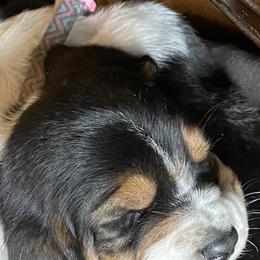 Basset Hounds from Diane Guyton