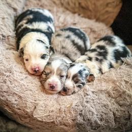 Miniature American Shepherd and Miniature Australian Shepherd Puppies from Whiskeytown Aussies