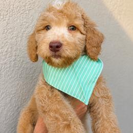 Milo - Cream male Goldendoodle puppy in Sanford, Florida from Florida Coast Golden Doodles