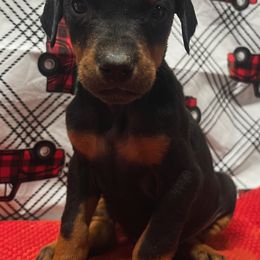 Dracula - Black and rust male Doberman Pinscher puppy in Winchester, Ohio from 32 Farms