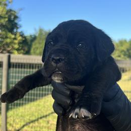 Black Collar - Black male Cane Corso puppy in Texas from Jolaw Kennel