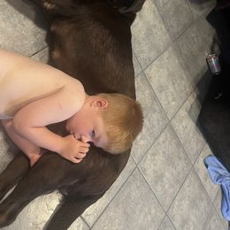 Labrador Retriever Puppies from Naomi's Labrador Retrievers