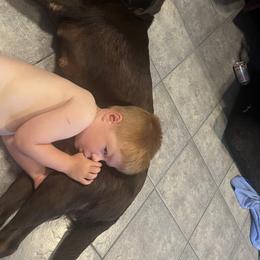 Labrador Retriever Puppies from Naomi's Labrador Retrievers