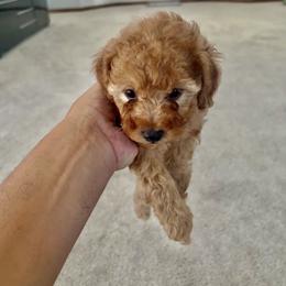 Poodle Puppies from ItalianToyPoodles