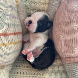 Teddy - Black and white male Boston Terrier puppy in Tampa, Florida from Bayshore Boston Terrier’s
