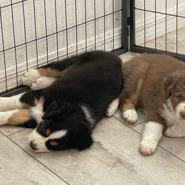 Australian Shepherd Puppies from Happily Ever Aussies