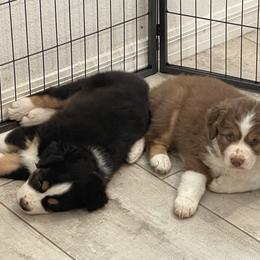 Australian Shepherd Puppies from Happily Ever Aussies