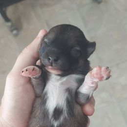 Ahsoka Pomsky - Wolf sable Pomsky puppy in Gastonia, North Carolina from The Pomsky Palace