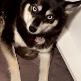 Pomskies from Southwood Pomskies