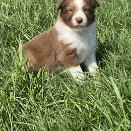 Border Collie Puppies from Pineview Farm