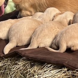 Dachshunds from Skyview Doxie Ranch