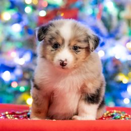Nessarose - Blue merle female Miniature American Shepherd puppy in Groesbeck, Texas from Epic Miniature American Shepherds