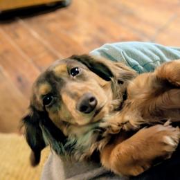 Dachshunds from Megan Engle