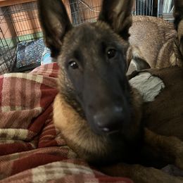 Belgian Malinois Puppies from MonStar Malinois