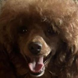 Ginger - Poodle