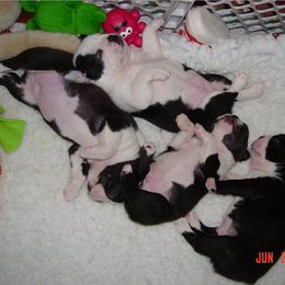 Boston Terrier Puppies from Achates Bostons