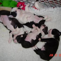 Boston Terrier Puppies from Achates Bostons