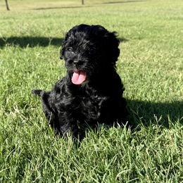 Bernedoodle Puppies from 4P’s Doodles