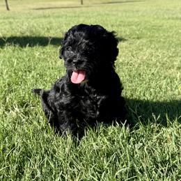 Bernedoodle Puppies from 4P’s Doodles