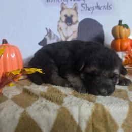 Pink Collar, June Bug - Black and silver female German Shepherd puppy in Cadet, Missouri from Working Valley Shepherds