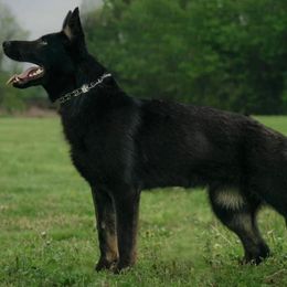 Shika - German Shepherd