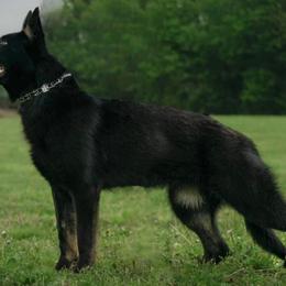 Shika - German Shepherd