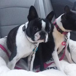Boston Terriers from SGG Boston Terrier