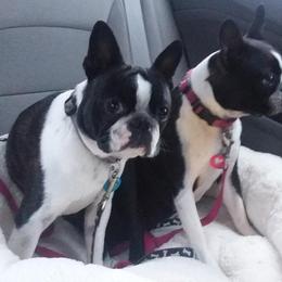 Boston Terriers from SGG Boston Terrier