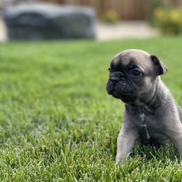 French Bulldog Puppies from Peek Frenchie Babies