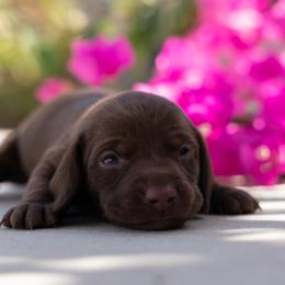 Blue - Chocolate male Dachshund puppy in Bakersfield, California from LongDogs Bakersfield